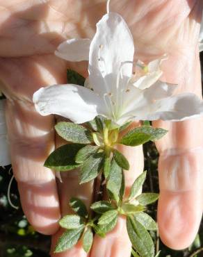 Fotografia 8 da espécie Rhododendron mucronulatum no Jardim Botânico UTAD