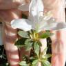 Fotografia 8 da espécie Rhododendron mucronulatum do Jardim Botânico UTAD