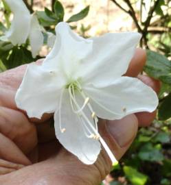 Fotografia da espécie Rhododendron mucronulatum