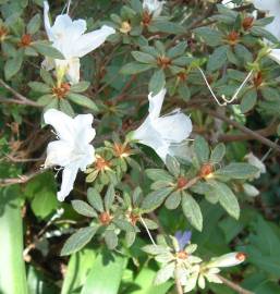 Fotografia da espécie Rhododendron mucronulatum