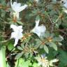 Fotografia 10 da espécie Rhododendron mucronulatum do Jardim Botânico UTAD