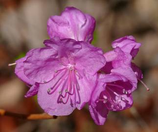 Fotografia da espécie Rhododendron mucronulatum