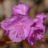 Fotografia 11 da espécie Rhododendron mucronulatum do Jardim Botânico UTAD