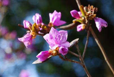 Fotografia da espécie Rhododendron mucronulatum