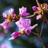 Fotografia 1 da espécie Rhododendron mucronulatum do Jardim Botânico UTAD