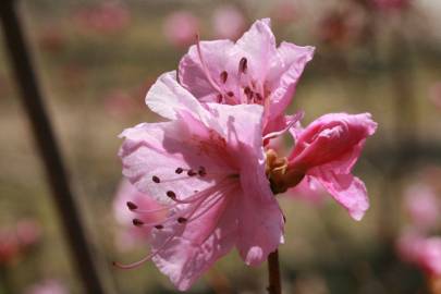 Fotografia da espécie Rhododendron mucronulatum