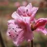 Fotografia 12 da espécie Rhododendron mucronulatum do Jardim Botânico UTAD