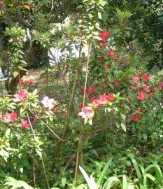 Fotografia da espécie Rhododendron kaempferi