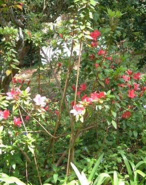 Fotografia 13 da espécie Rhododendron kaempferi no Jardim Botânico UTAD