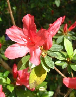 Fotografia 14 da espécie Rhododendron kaempferi no Jardim Botânico UTAD