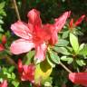 Fotografia 14 da espécie Rhododendron kaempferi do Jardim Botânico UTAD