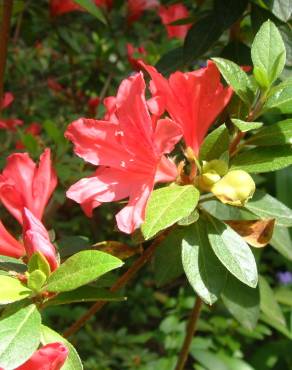 Fotografia 15 da espécie Rhododendron kaempferi no Jardim Botânico UTAD