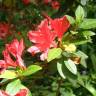 Fotografia 15 da espécie Rhododendron kaempferi do Jardim Botânico UTAD