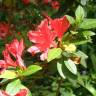 Fotografia 15 da espécie Rhododendron kaempferi do Jardim Botânico UTAD