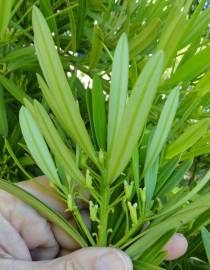 Fotografia da espécie Podocarpus macrophyllus