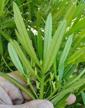 Fotografia 5 da espécie Podocarpus macrophyllus no Jardim Botânico UTAD