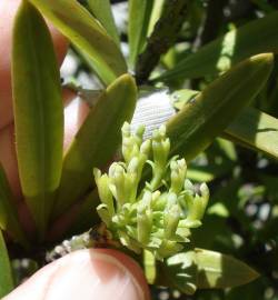 Fotografia da espécie Podocarpus macrophyllus