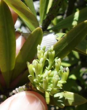 Fotografia 6 da espécie Podocarpus macrophyllus no Jardim Botânico UTAD
