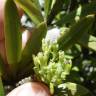 Fotografia 6 da espécie Podocarpus macrophyllus do Jardim Botânico UTAD