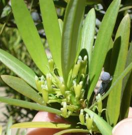 Fotografia da espécie Podocarpus macrophyllus