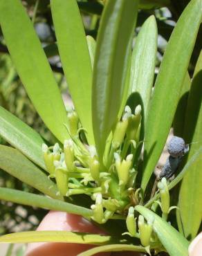 Fotografia 7 da espécie Podocarpus macrophyllus no Jardim Botânico UTAD