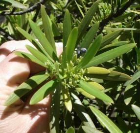 Fotografia da espécie Podocarpus macrophyllus