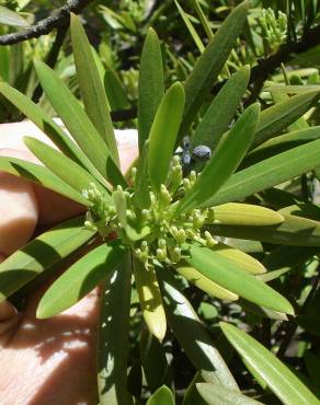 Fotografia 8 da espécie Podocarpus macrophyllus no Jardim Botânico UTAD