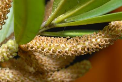 Fotografia da espécie Podocarpus macrophyllus