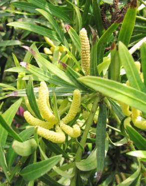 Fotografia 11 da espécie Podocarpus macrophyllus no Jardim Botânico UTAD