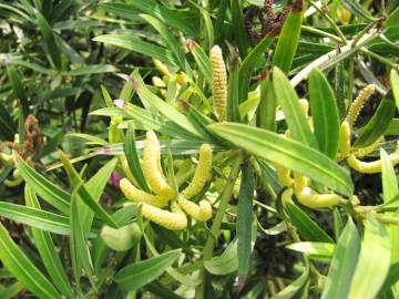 Fotografia da espécie Podocarpus macrophyllus