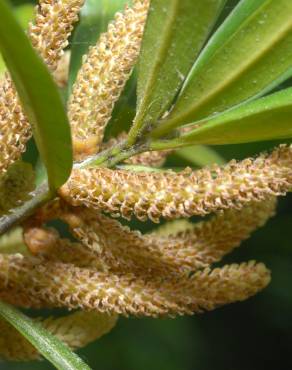 Fotografia 12 da espécie Podocarpus macrophyllus no Jardim Botânico UTAD