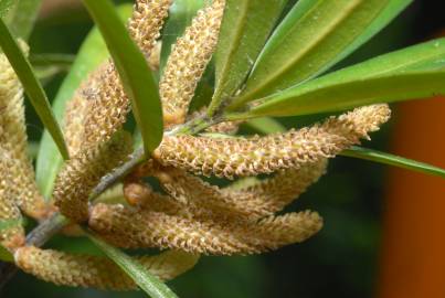 Fotografia da espécie Podocarpus macrophyllus