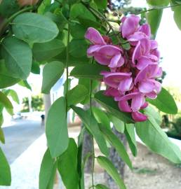 Fotografia da espécie Robinia hispida