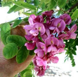 Fotografia da espécie Robinia hispida