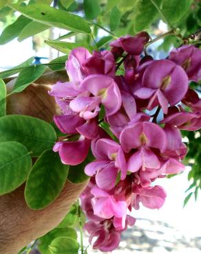 Fotografia 13 da espécie Robinia hispida no Jardim Botânico UTAD