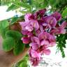 Fotografia 13 da espécie Robinia hispida do Jardim Botânico UTAD