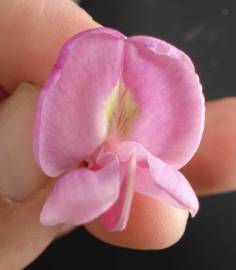 Fotografia da espécie Robinia hispida