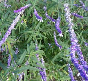 Fotografia da espécie Salvia leucantha