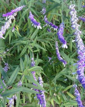 Fotografia 14 da espécie Salvia leucantha no Jardim Botânico UTAD