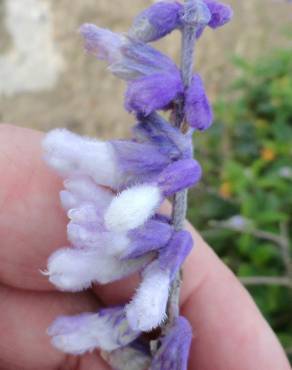 Fotografia 15 da espécie Salvia leucantha no Jardim Botânico UTAD