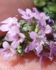 Fotografia da espécie Thymus herba-barona