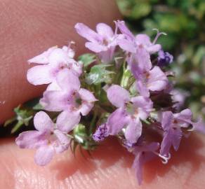 Fotografia da espécie Thymus herba-barona subesp. bivalens