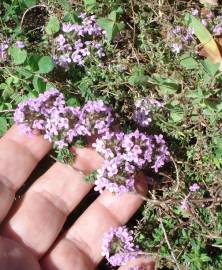 Fotografia da espécie Thymus herba-barona subesp. bivalens