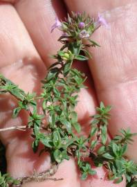 Fotografia da espécie Thymus herba-barona subesp. bivalens