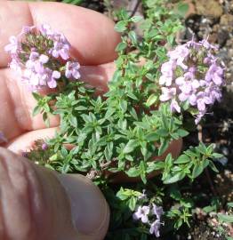 Fotografia da espécie Thymus herba-barona subesp. bivalens