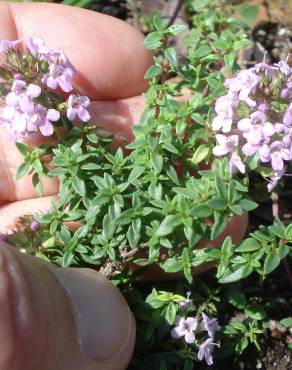 Fotografia 4 da espécie Thymus herba-barona subesp. bivalens no Jardim Botânico UTAD