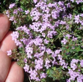 Fotografia da espécie Thymus herba-barona subesp. bivalens