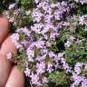 Fotografia 5 da espécie Thymus herba-barona subesp. bivalens do Jardim Botânico UTAD