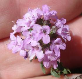 Fotografia da espécie Thymus herba-barona subesp. bivalens