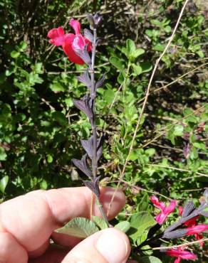 Fotografia 7 da espécie Salvia greggii no Jardim Botânico UTAD